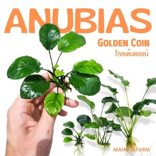 อนูเบียสโกลเด้นคอยน์ (ใบกลมหยัก) เลือกขนาดได้ - Anubias Nana Golden Coin