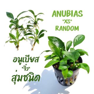 อนูเบียสขนาดจิ๋ว 5 ต้น ไซซ์ XS 1-3 นิ้ว (สุ่มชนิด)