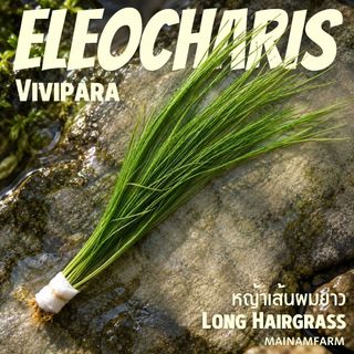หญ้าเส้นผมยาว Long Hairgrass (Eleocharis vivipara) ไม้หลังตู้