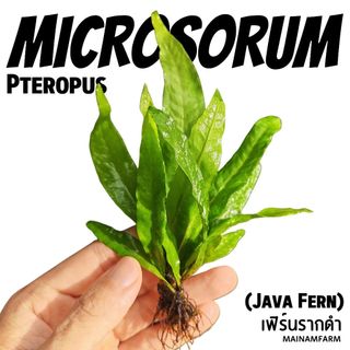 รากดำ / จาวาเฟิร์น เฟิร์นน้ำ (Microsorum pteropus)