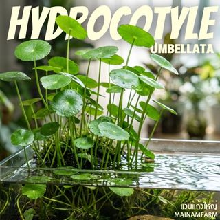 แว่นแก้วใหญ่ (Hydrocotyle umbellata) ต้นไม้น้ำมงคล
