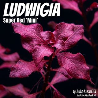 ลัดวิเจีย ซุปเปอร์เรด มินิ (ใบบก) - Ludwigia Super Red Mini