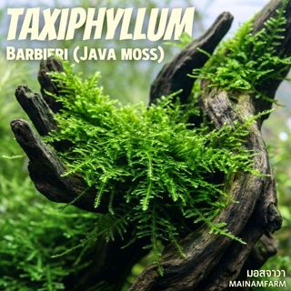 มอสจาวา / ชวามอส (Java Moss) มอสพันขอนไม้/หิน