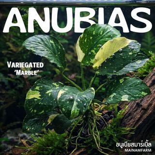 อนูเบียสใบด่าง "มาร์เบิ้ล" - Anubias Nana Variegated Marble
