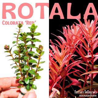 โรทาล่า โคโลราต้า (Rotala Colorata) ไม้น้ำสีแดง