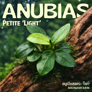 อนูเบียสแคระ "ไลท์" (พริตตี้) ใบสีเขียวอ่อน - Anubias Nana Petite Light