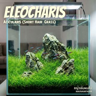 หญ้าเส้นผมสั้น (ใบบก) - Eleocharis Acicularis Short Hair Grass