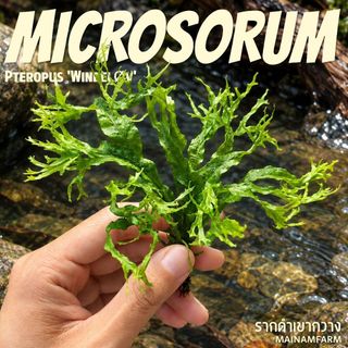 รากดำเขากวาง เฟิร์นน้ำ - Microsorum Pteropus Windelov