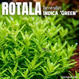 โรทาล่าเขียว (ใบบก) - Rotala Indica Green