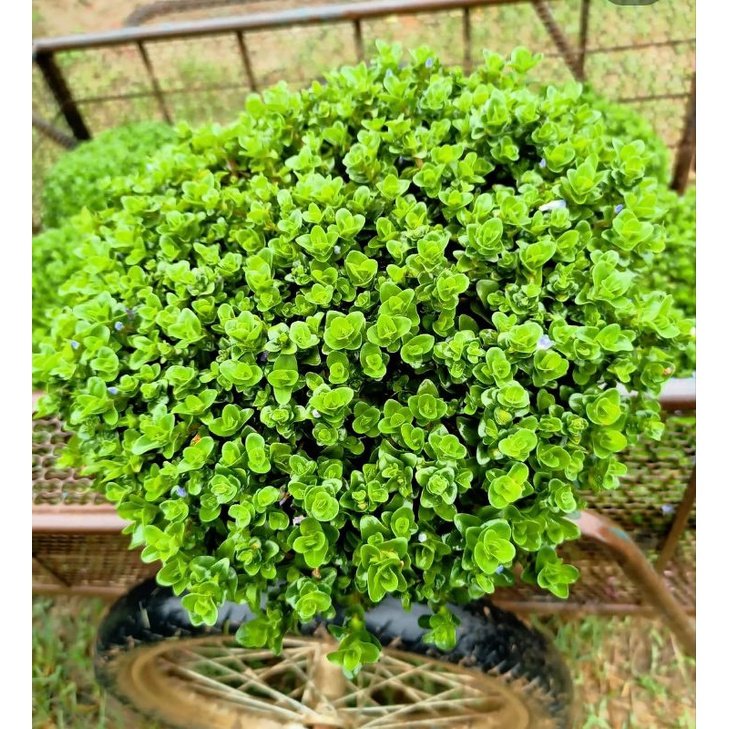 ลานไพลิน ไม้มงคลมีกลิ่นหอม กระถาง 8 นิ้ว