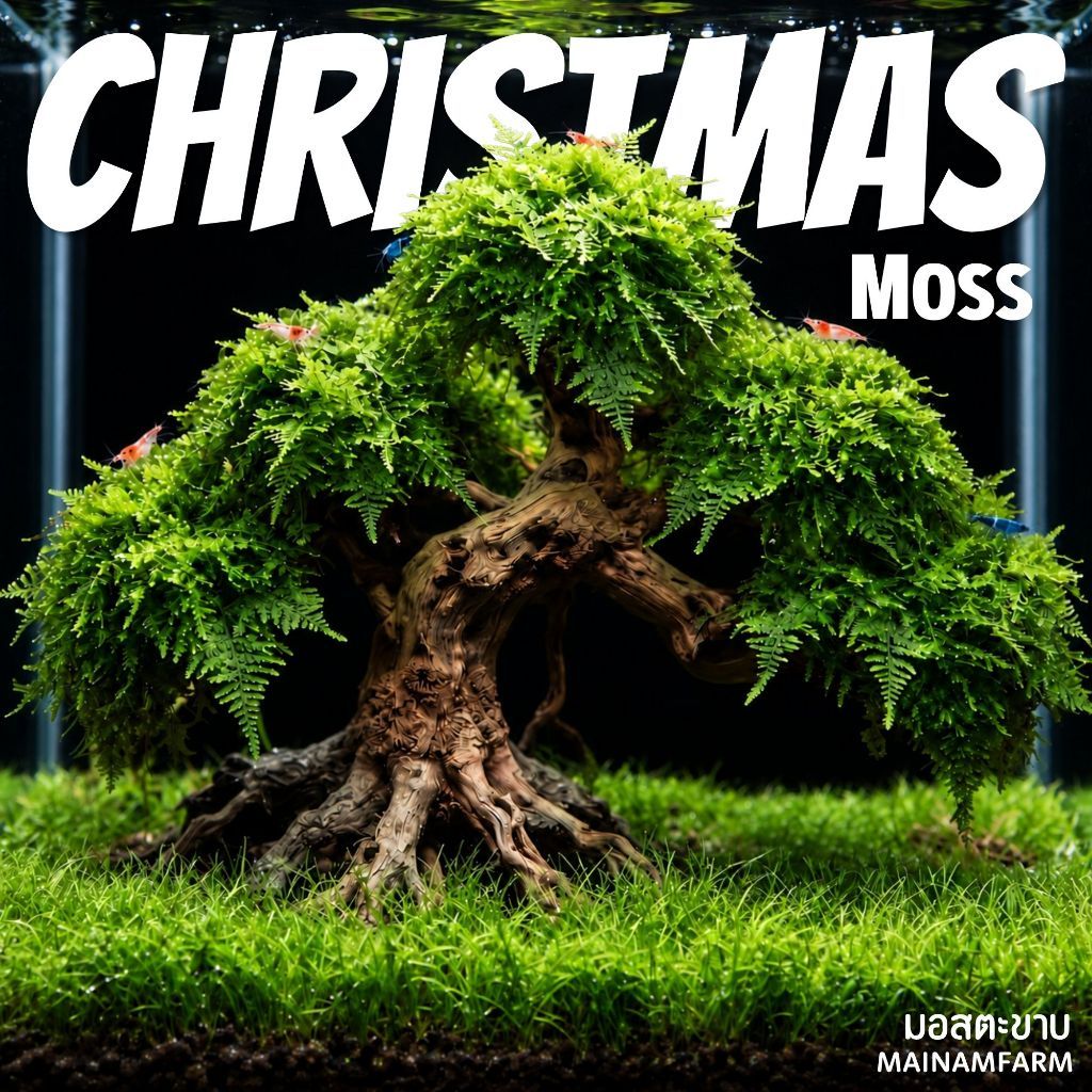 มอสตะขาบ (คริสมาสมอส) Christmas Moss - มอสพุ่มสวยสำหรับแต่งตู้ไม้น้ำ เกาะหิน-ขอนไม้ | Vesicularia montagnei